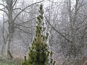 spider's christmas decorations picea_conica