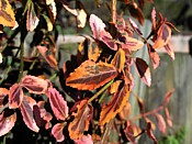 Euonymus euonymus