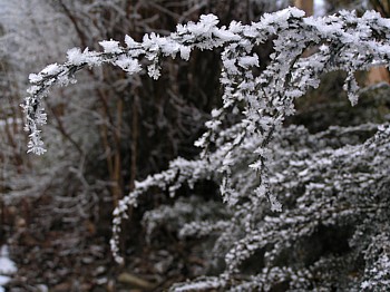 Cedar lacework deodara