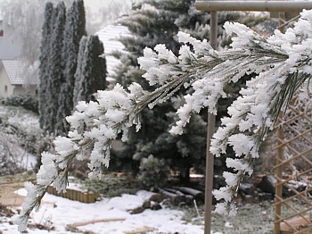 weeping cedar cedre