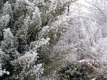Whiter than white! Arizona