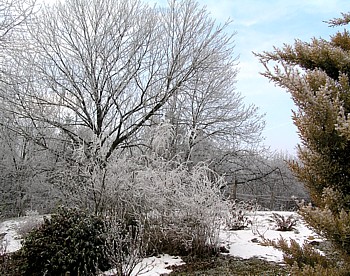 cold corner ulmus1