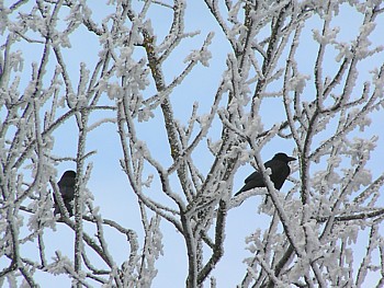 Baby it's cold outside! corbeau