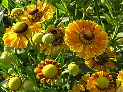 these lovely ballerina form flowers are carried on long stems and should be staked