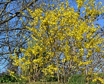 forsythia