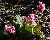 bergenia