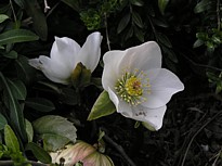 hellebore