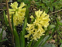hyacinth