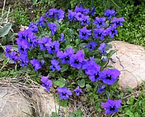 pansies