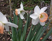 narcissus