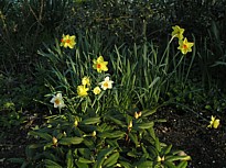 narcissus2