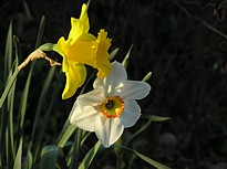 narcissus3