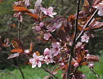 prunus1