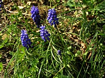 muscari