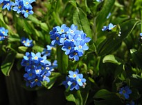 myosotis