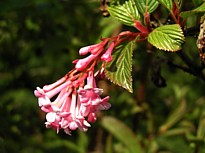 viburnum1