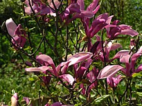magnolia1