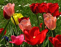 tulips