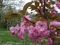 prunus3