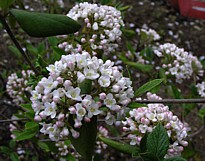 viburnum2