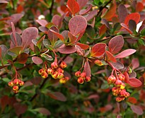 berberis