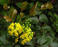 mahonia