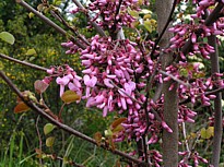 cercis