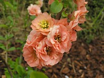 japonica