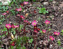 saxifraga