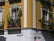 seville_cactus