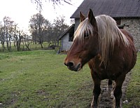 cheval