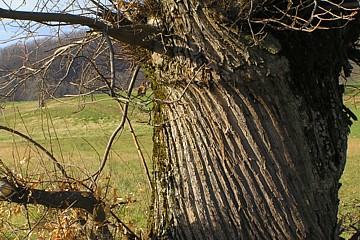 ecorce_tordue